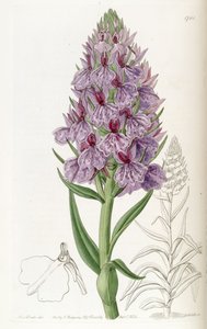 Dactylorhiza foliosa (jako syn. Orchis foliosa)